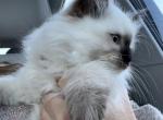 Dennis - Ragdoll Kitten For Sale - Duncansville, PA, US