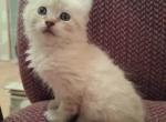 Polydactyl Full Curl Girl - Highlander Kitten For Sale - 