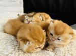 5kittens - British Shorthair Kitten For Sale - WA, US