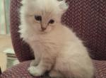 Full Curl Boy - Highlander Kitten For Sale - 