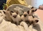 7 Siamese Kittens ready in October - Siamese Kitten For Sale - Crown Point, IN, US