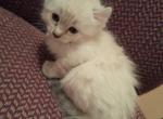 Half Curl Girl - Highlander Kitten For Sale - 