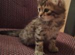 Dark Full Curl Boy - Highlander Kitten For Sale - Las Vegas, NV, US