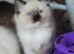 Alfie - Ragdoll Kitten For Sale - 