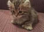 Polydactyl Full Curl Boy - Highlander Kitten For Sale - 