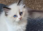 Archie - Ragdoll Kitten For Sale - 