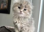 Scotch fold girl - Scottish Fold Kitten For Sale - 