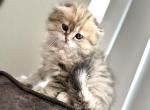 Scottish fold - Scottish Fold Kitten For Sale - Orlando, FL, US