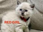 Red - Ragdoll Kitten For Sale - 