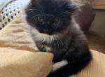 Milo - American Longhair Kitten For Sale - Levittown, PA, US