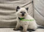 Green - Ragdoll Kitten For Sale - 