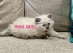 Pink - Ragdoll Kitten For Sale - 