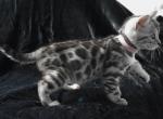 Masaki - Bengal Kitten For Sale - 