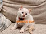 Orange - Ragdoll Kitten For Sale - 