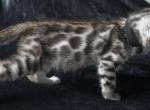 Mio - Bengal Kitten For Sale - CO, US