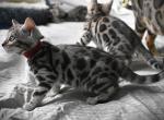 Sakura - Bengal Kitten For Sale - 