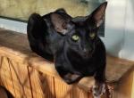 Noodle - Oriental Cat For Sale - Sutter Creek, CA, US