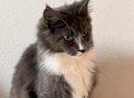 Maine Coon - Maine Coon Kitten For Sale/Service - 