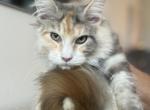 Maine Coon Kitten - Maine Coon Kitten For Sale - 