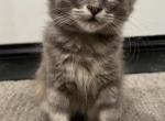 Scottish Fold F - Scottish Fold Kitten For Sale - 