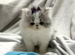 3 Dilute Calico girls - Persian Kitten For Sale - 