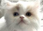 Sylvies babies - Persian Kitten For Sale - 