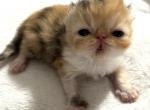 Pixies babies - Persian Kitten For Sale - 