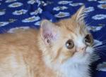 Tiger - British Shorthair Kitten For Sale - 