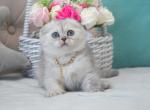 Silver Chinchilla Dinah - Scottish Fold Kitten For Sale - 