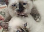 Kittens - Domestic Kitten For Adoption - 