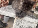 Junior Coco - Persian Kitten For Sale - 