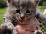 Roo - American Shorthair Kitten For Sale - 