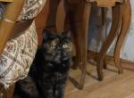 Willa - Exotic Cat For Sale/Service - Underhill, VT, US