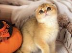 Female fold golden color - Scottish Fold Kitten For Sale - New York, NY, US