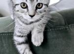 Scottish fold Ash - Scottish Fold Kitten For Sale - Fort Lauderdale, FL, US