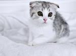 Scottish fold Pearl - Scottish Fold Kitten For Sale - Fort Lauderdale, FL, US