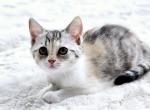 Scottish Straight Mia - Scottish Straight Kitten For Sale - Fort Lauderdale, FL, US