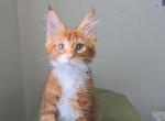 Ginger - Maine Coon Kitten For Sale - New York, NY, US