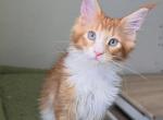 Caramel - Maine Coon Kitten For Sale - New York, NY, US