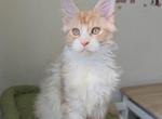 Peach - Maine Coon Kitten For Sale - 