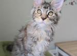 Jasmine - Maine Coon Kitten For Sale - New York, NY, US