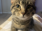 Everett - Domestic Cat For Adoption - Houston, TX, US