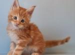 Lilu - Maine Coon Kitten For Sale - Virginia Beach, VA, US