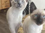 Seal point and lilac point siamese - Siamese Kitten For Sale - Hinckley, OH, US