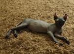 Rhea Elf girl - Sphynx Kitten For Sale - Thurmont, MD, US