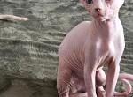 Bboy - Sphynx Kitten For Sale - Thurmont, MD, US