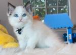 R044 - Ragdoll Kitten For Sale - Los Angeles, CA, US