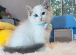 R045 - Ragdoll Kitten For Sale - Los Angeles, CA, US