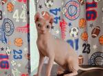 Finn - Sphynx Kitten For Sale - Thurmont, MD, US