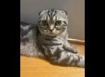 Xane - Scottish Fold Kitten For Sale - 